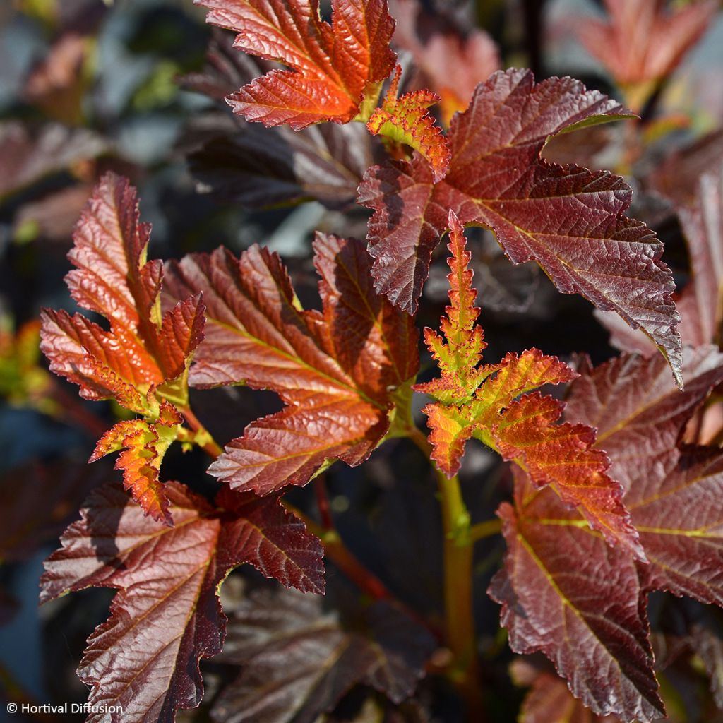 Physocarpus opulifolius Choco Flame