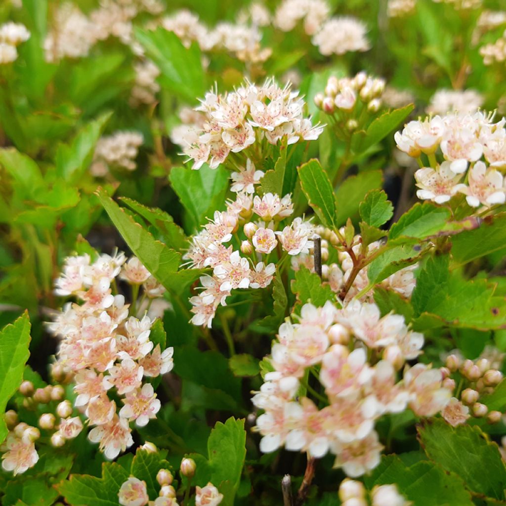 Physocarpus opulifolius Little Greeny