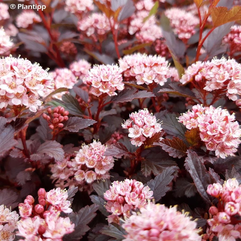 Physocarpus opulifolius Little Joker