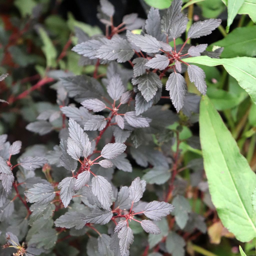 Physocarpus opulifolius Little Joker