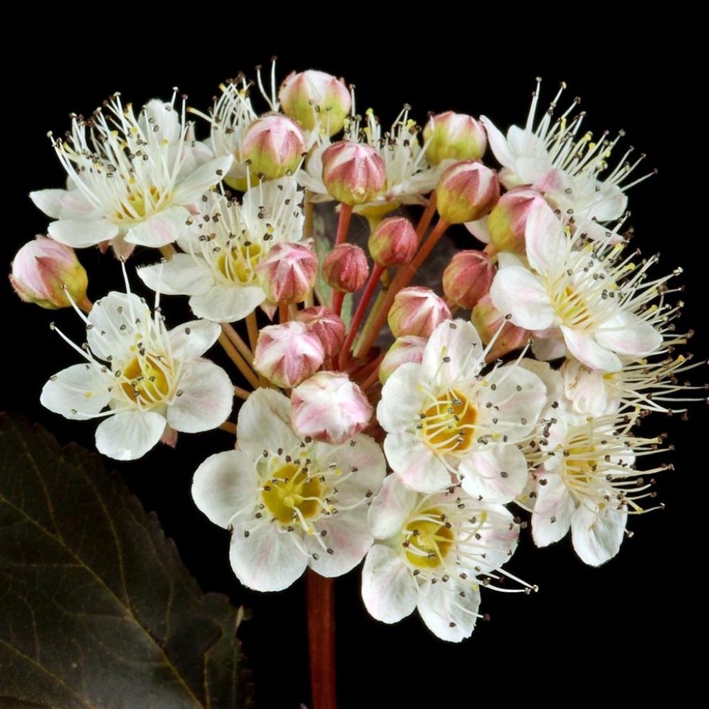 Physocarpus opulifolius Red Baron