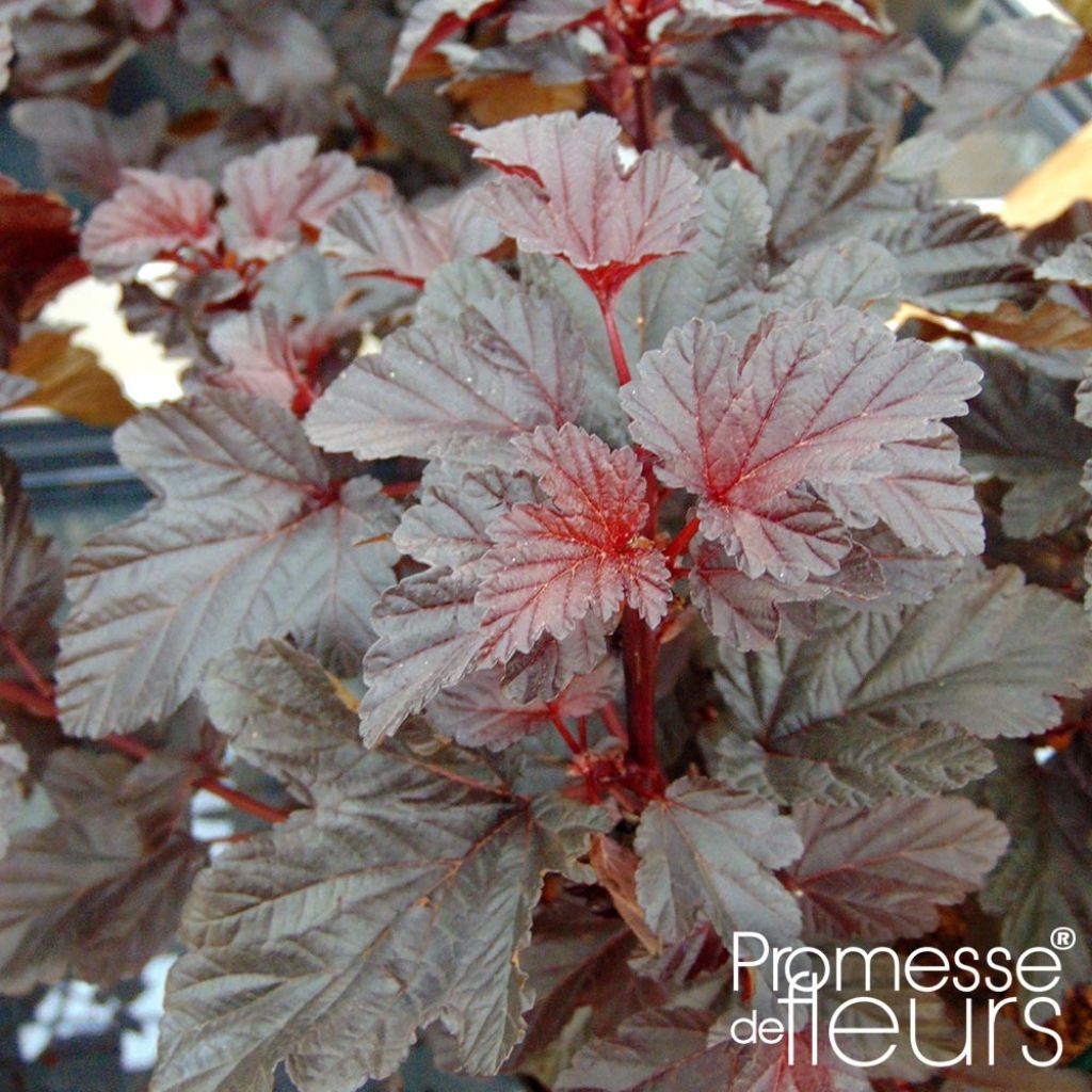 Physocarpe à feuilles d'Obier - Physocarpus opulifolius Rubella