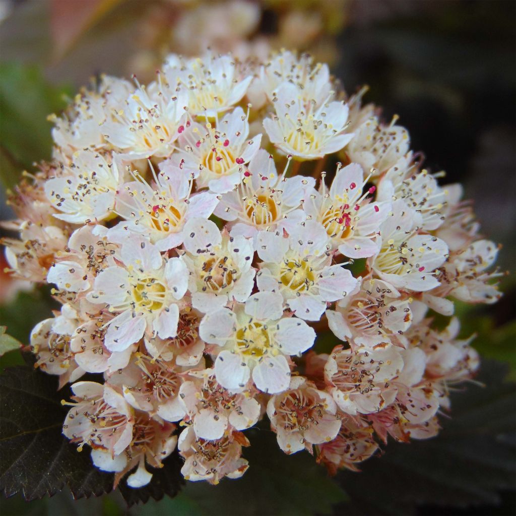 Physocarpus opulifolius Summer Wine - Physocarpe 