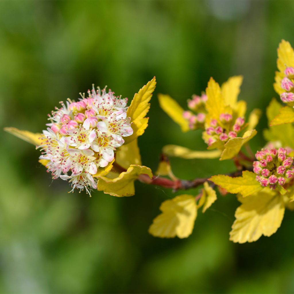 Physocarpus opulifolius Tiny Wine Gold