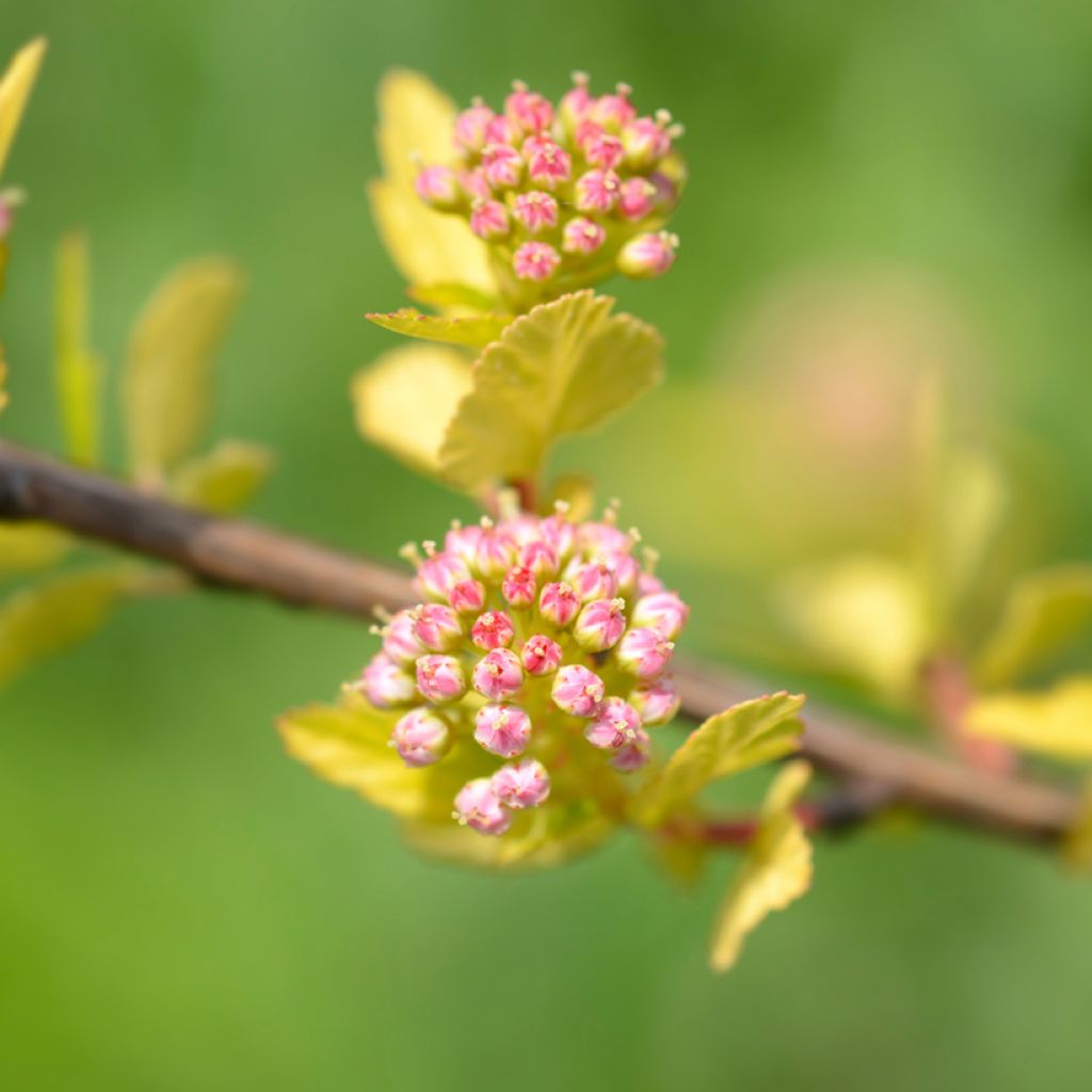 Physocarpus opulifolius Tiny Wine Gold