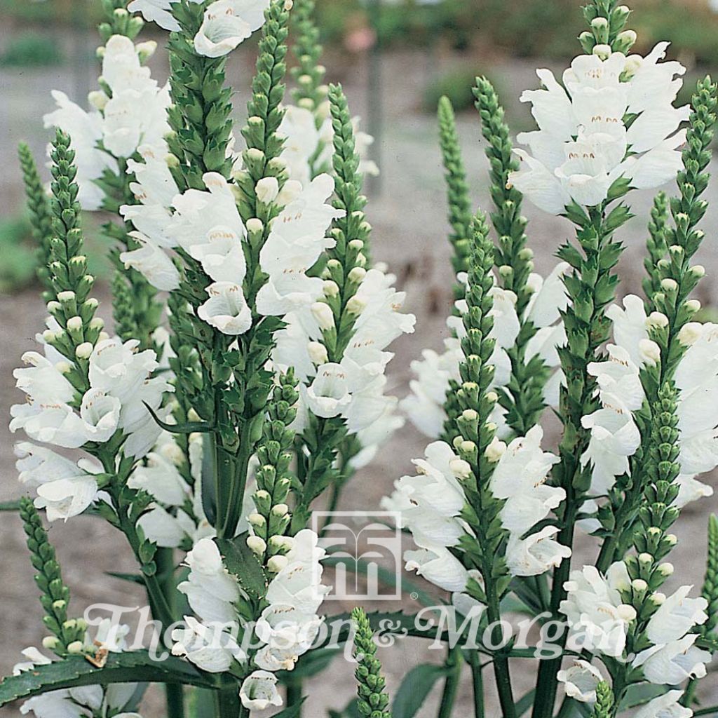 Physostegia virginiana Summer Snow (semi)