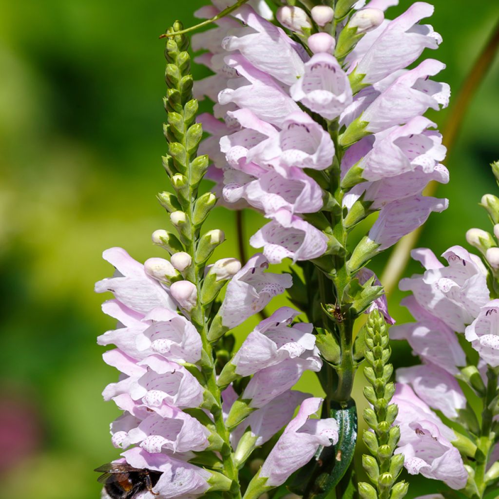 Physostegia virginiana Galadriel