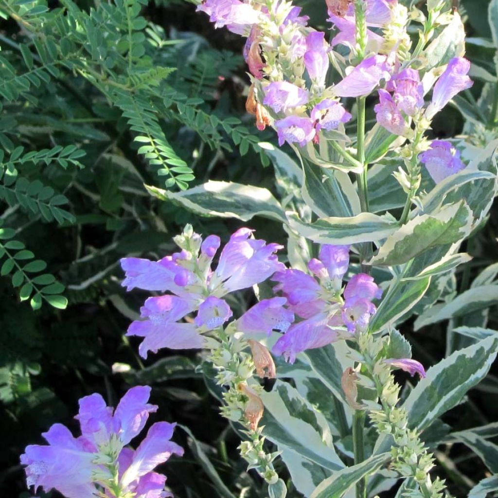 Physostegia virginiana Variegata