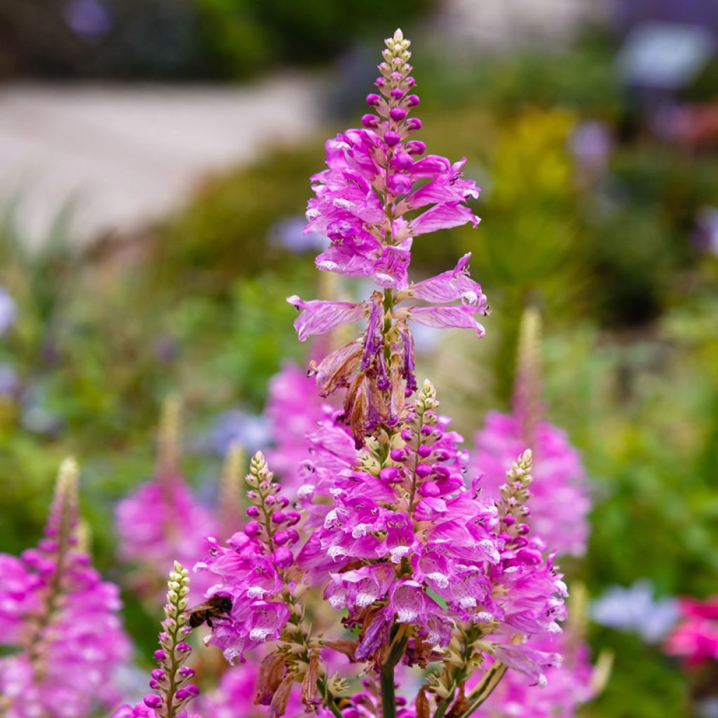 Physostegia virginiana Variegata