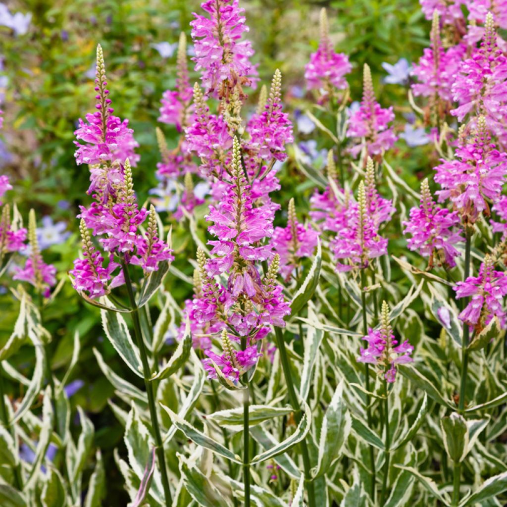 Physostegia virginiana Variegata