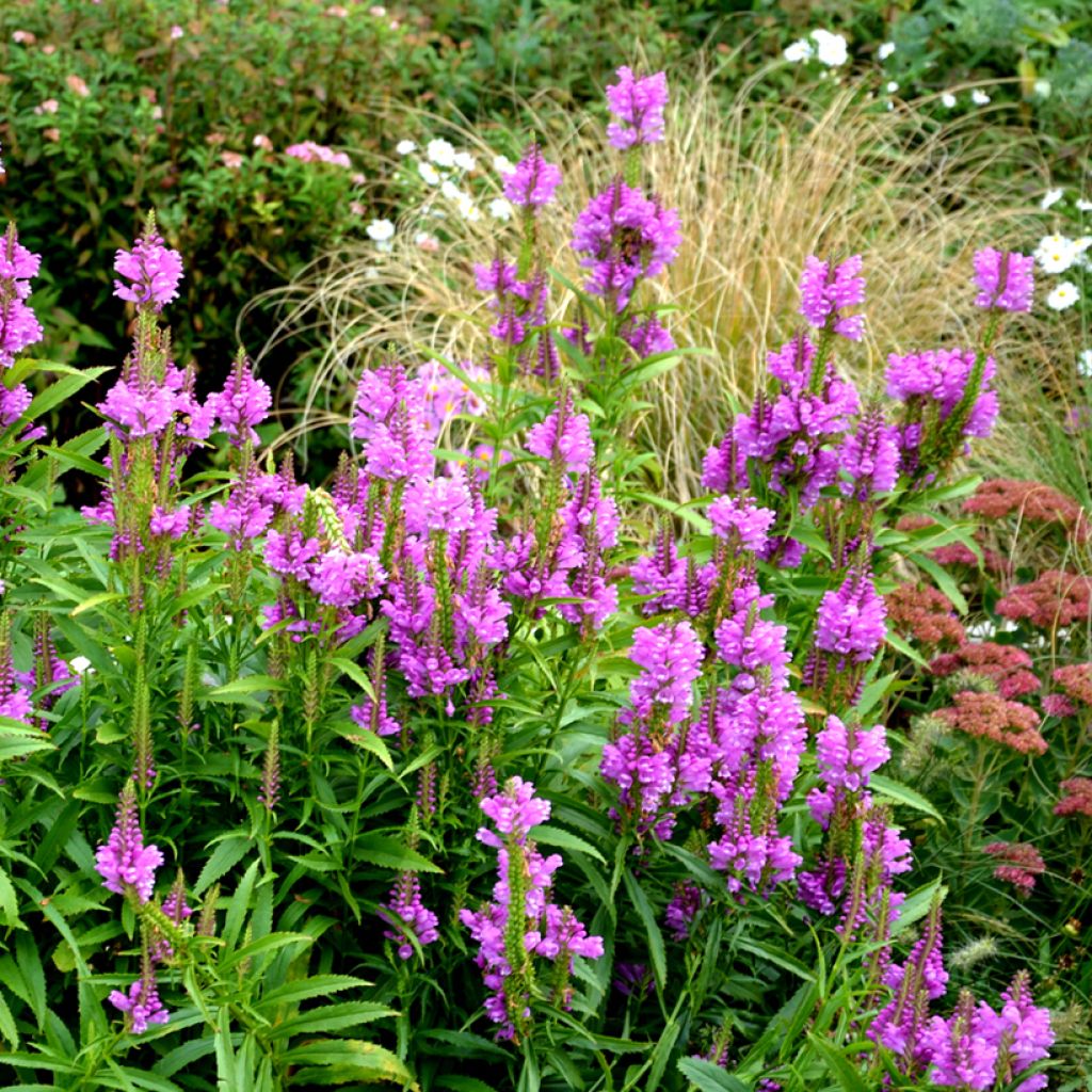 Physostegia virginiana Vivid