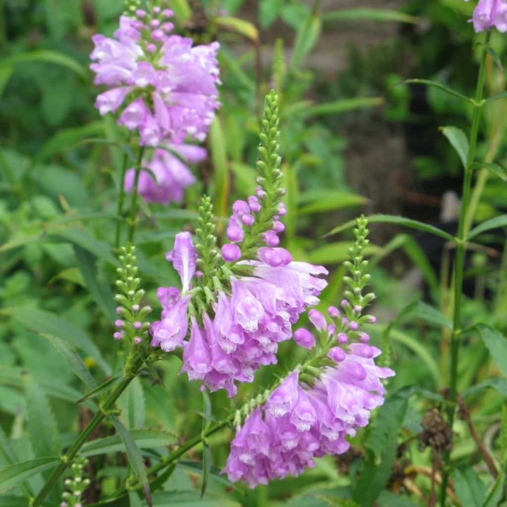 Physostegia virginiana Vivid