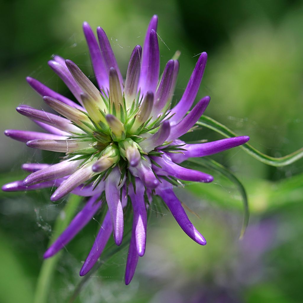 Phyteuma scheuchzeri - Raponzolo di Scheuchzer