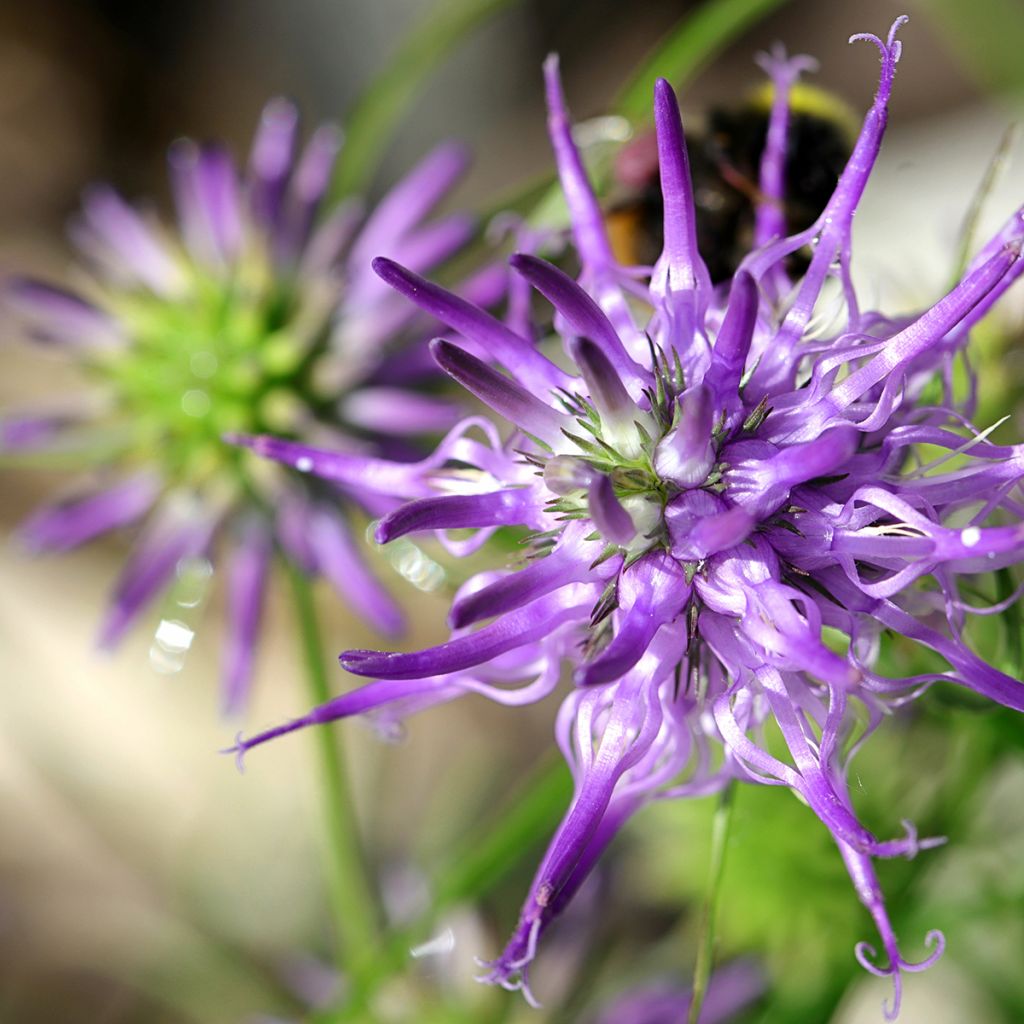 Phyteuma scheuchzeri - Raponzolo di Scheuchzer