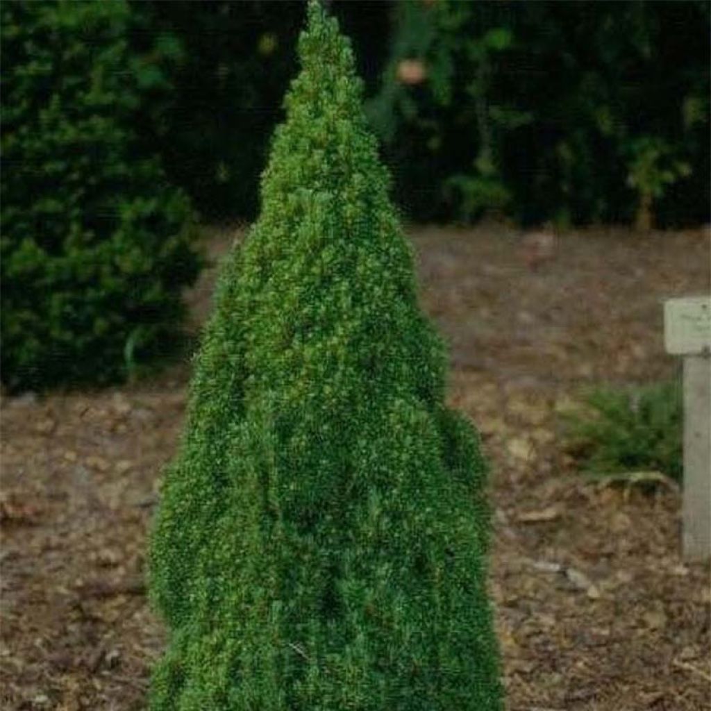 Picea glauca Laurin - Epinette blanche                             