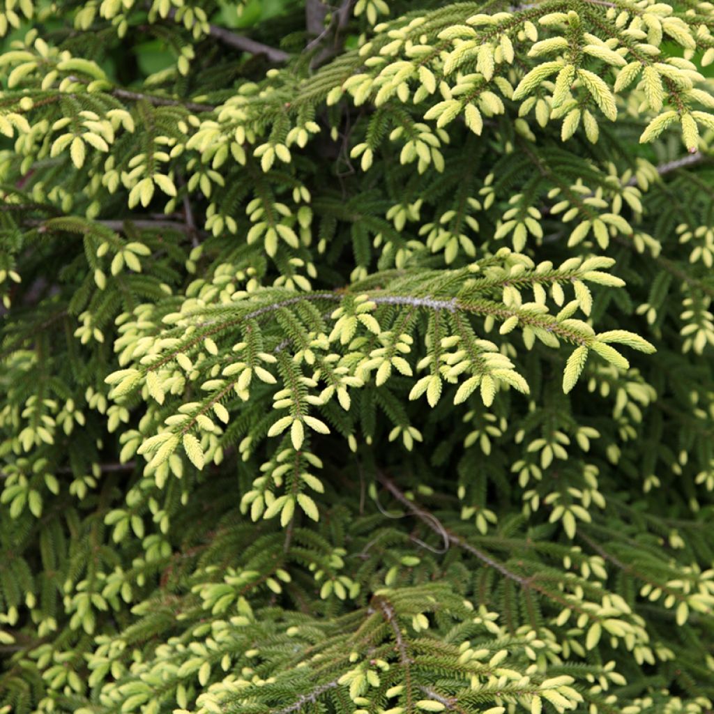 Picea orientalis Summergold