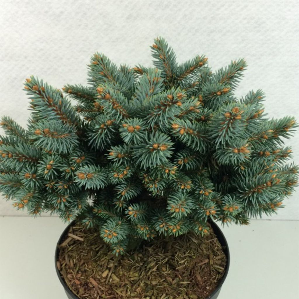 Picea pungens Blaukissen - Epicea bleu                       