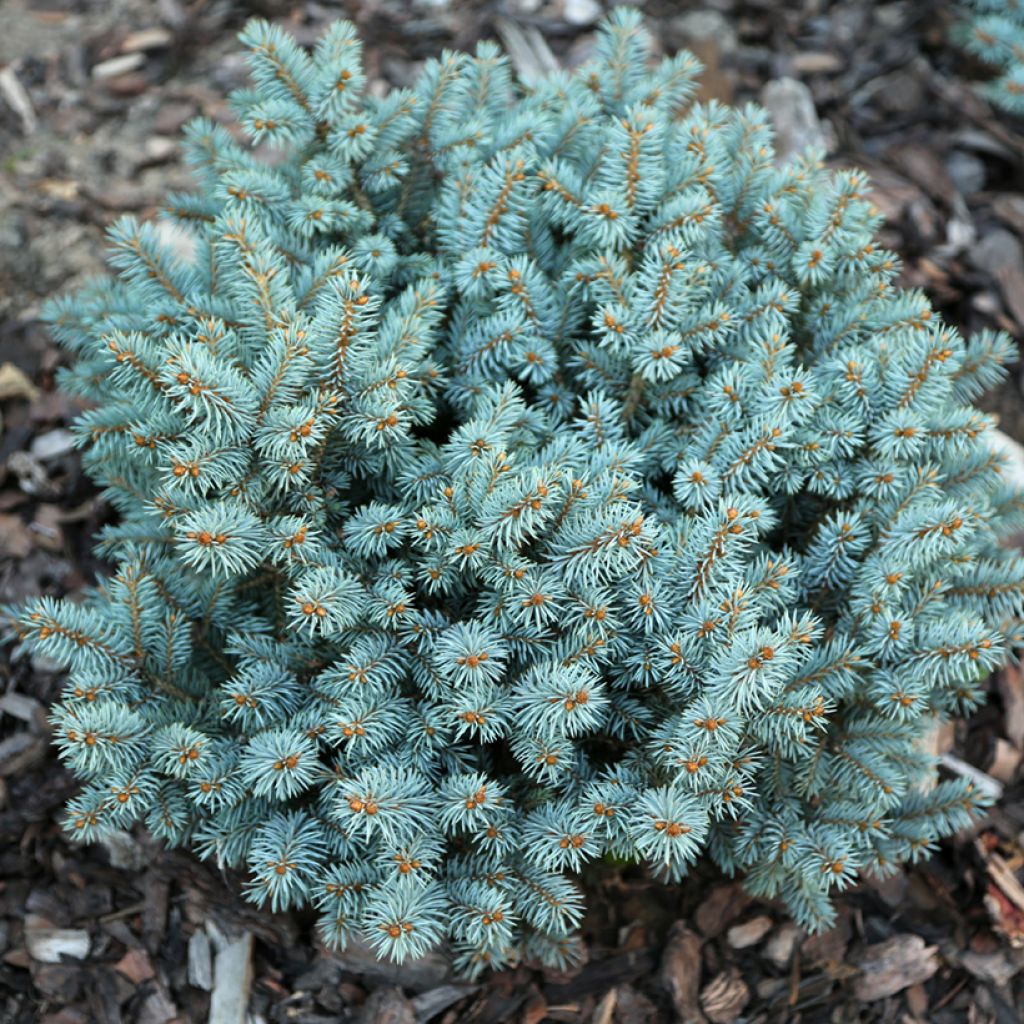 Picea pungens Tokarz