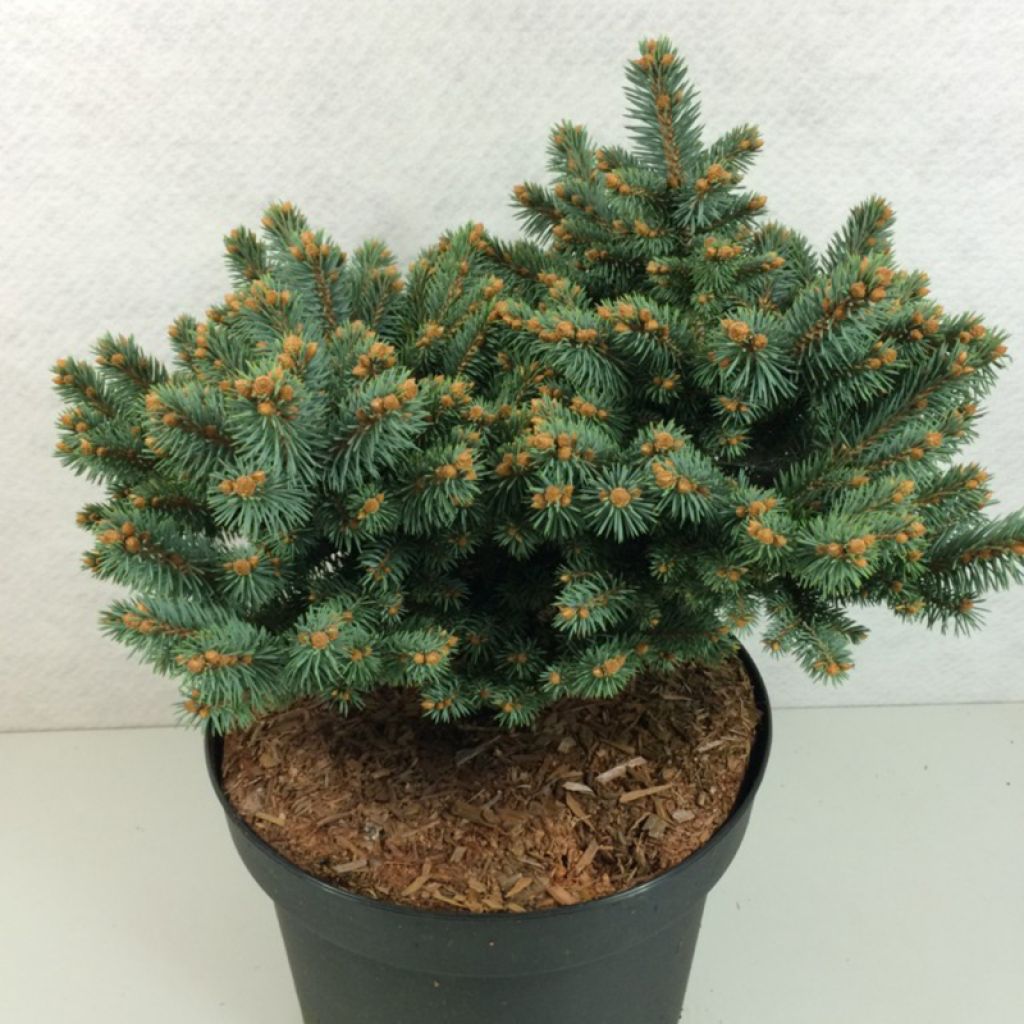 Picea pungens Thuem - Epicea bleu                            