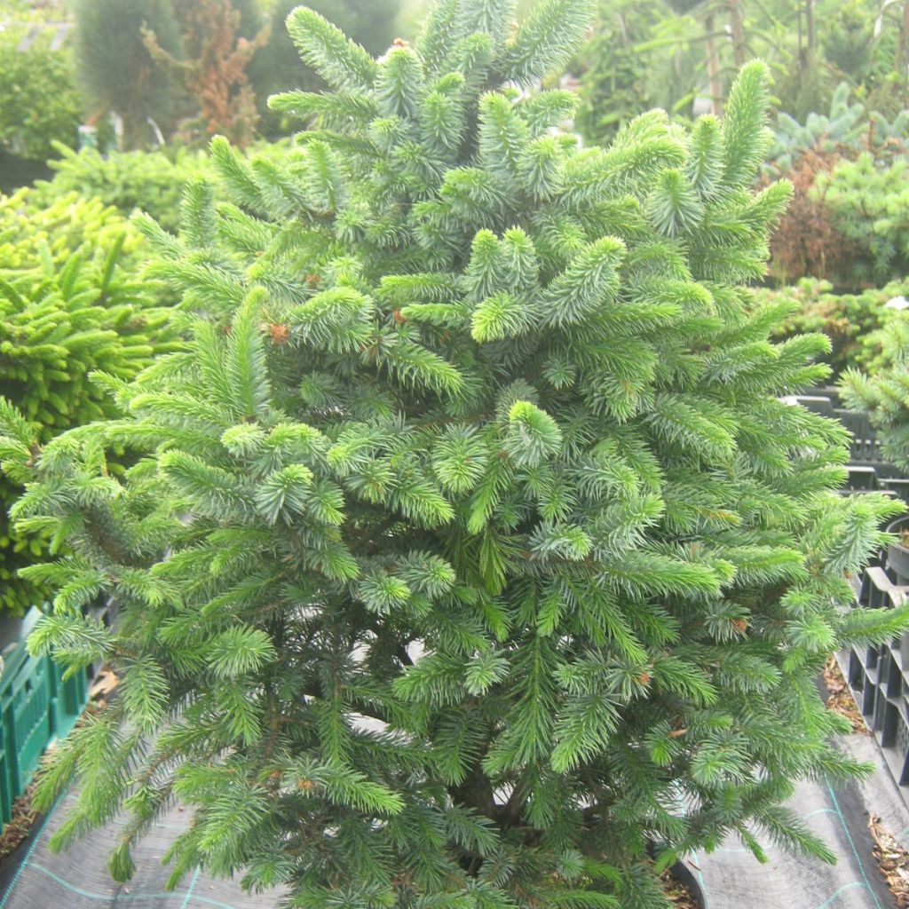 Picea sitchensis Sugarloaf - Epicea de Sitka                    