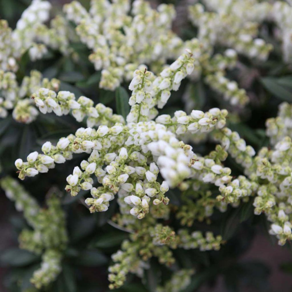 Pieris Debutante - Andromède du Japon