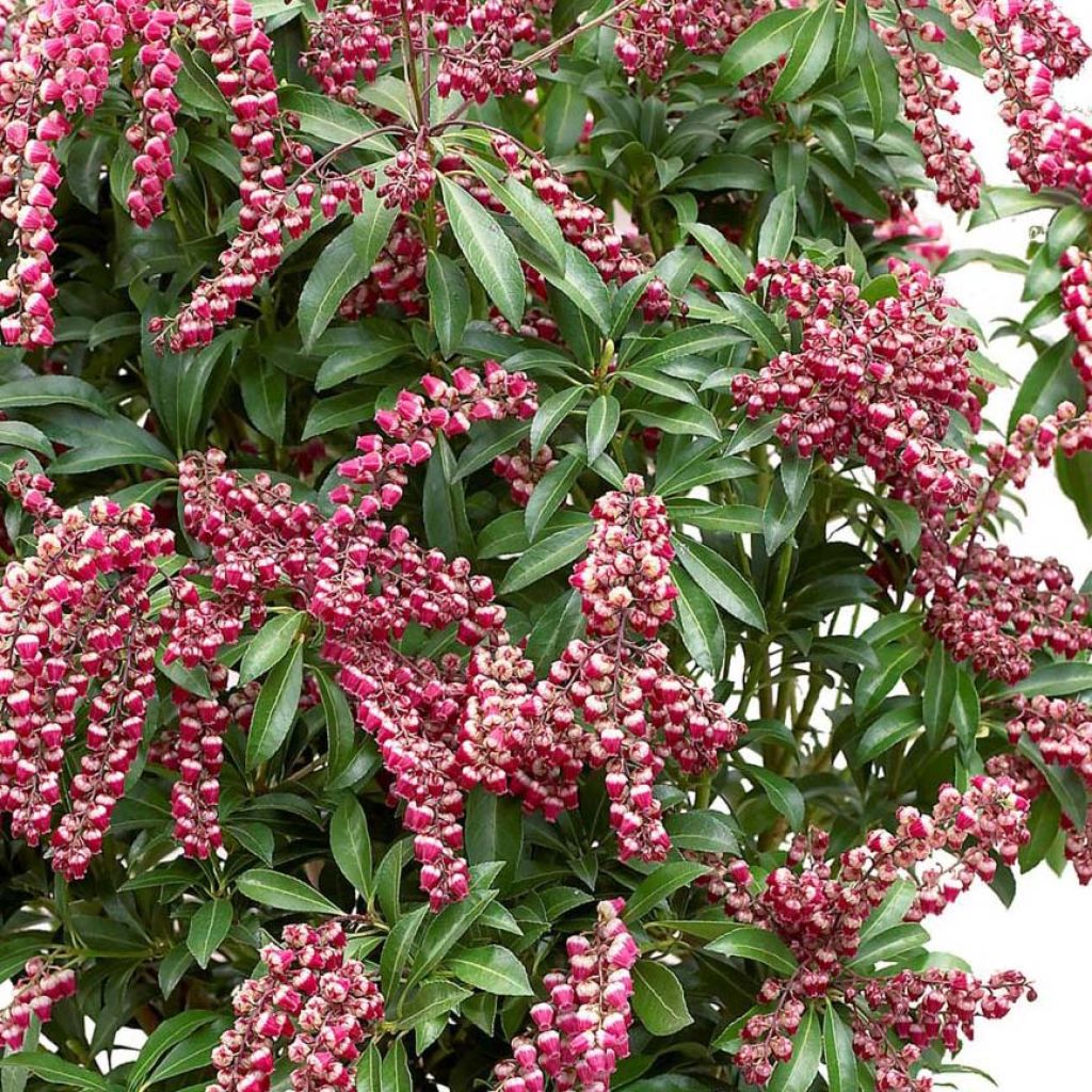 Andromède du Japon - Pieris japonica Passion