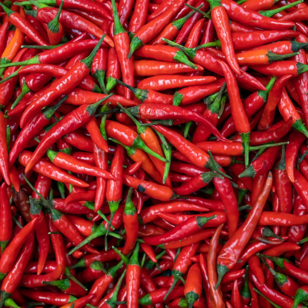 Peperoncino piccante Fuego F1