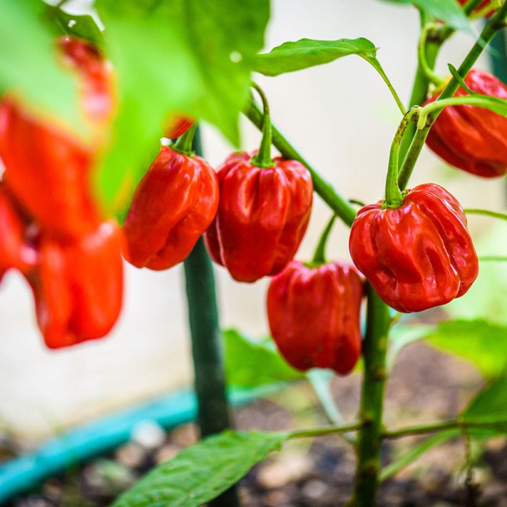 Peperoncino piccante Habanero