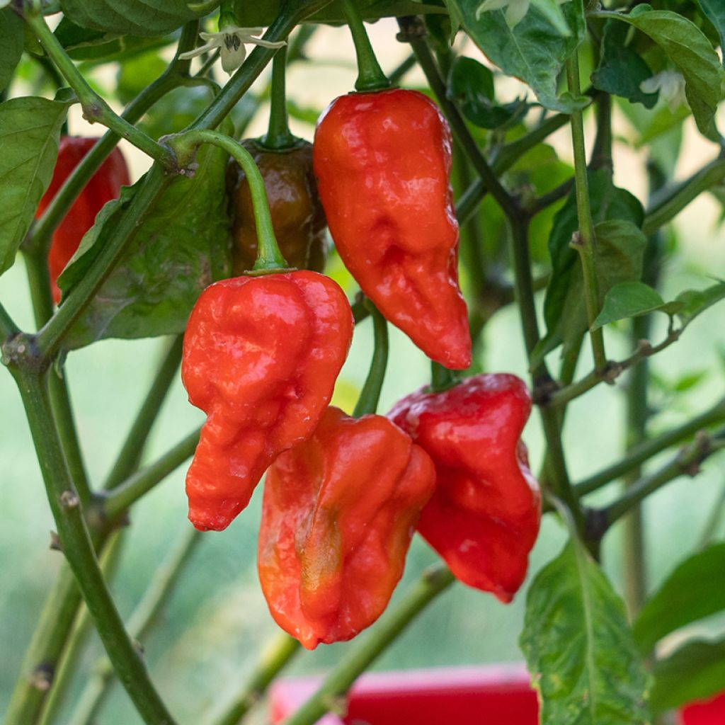 Peperoncino Naga Jolokia