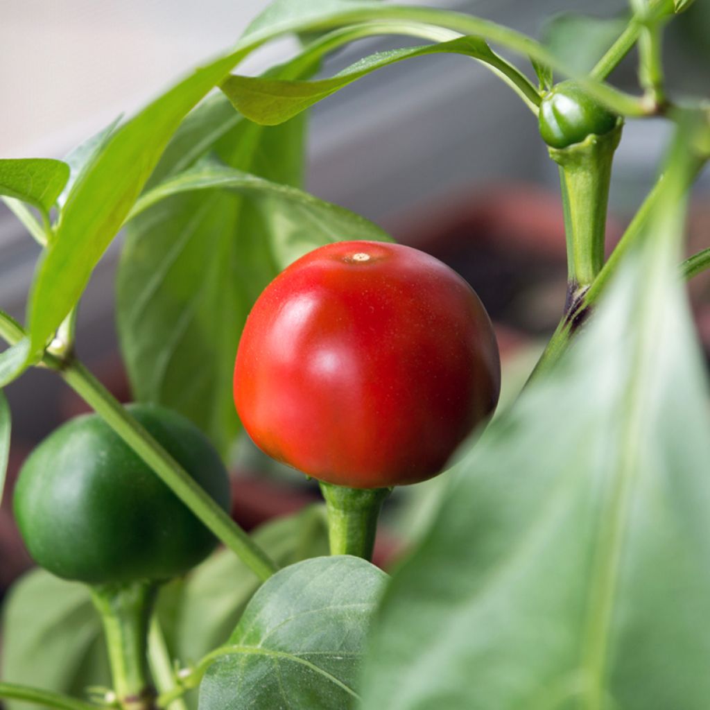 Peperoncino Red Cherry Small