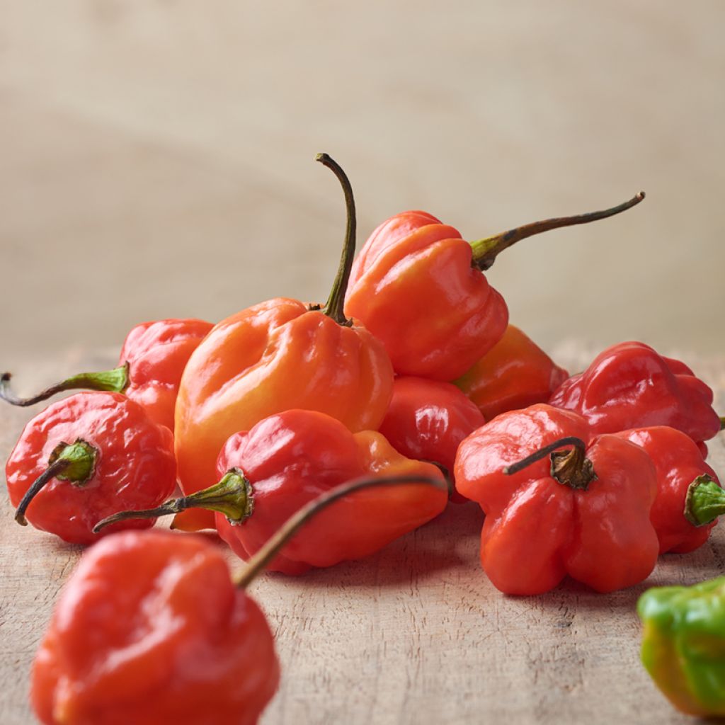 Peperoncino Tropical Heat