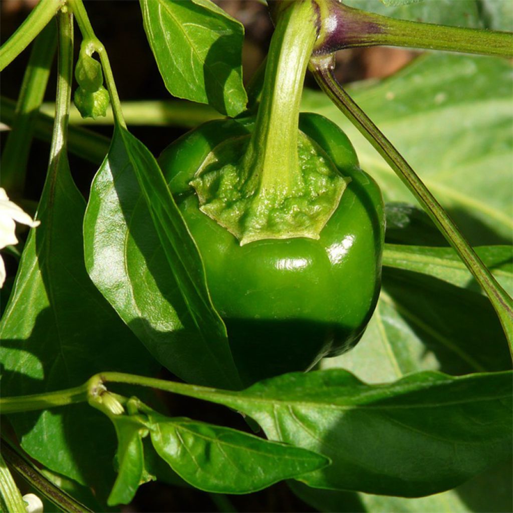 Piment doux d'Espagne - Poivron - Capsicum annuum