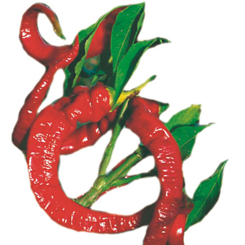 Peperoncino dolce Molto lungo delle Lande