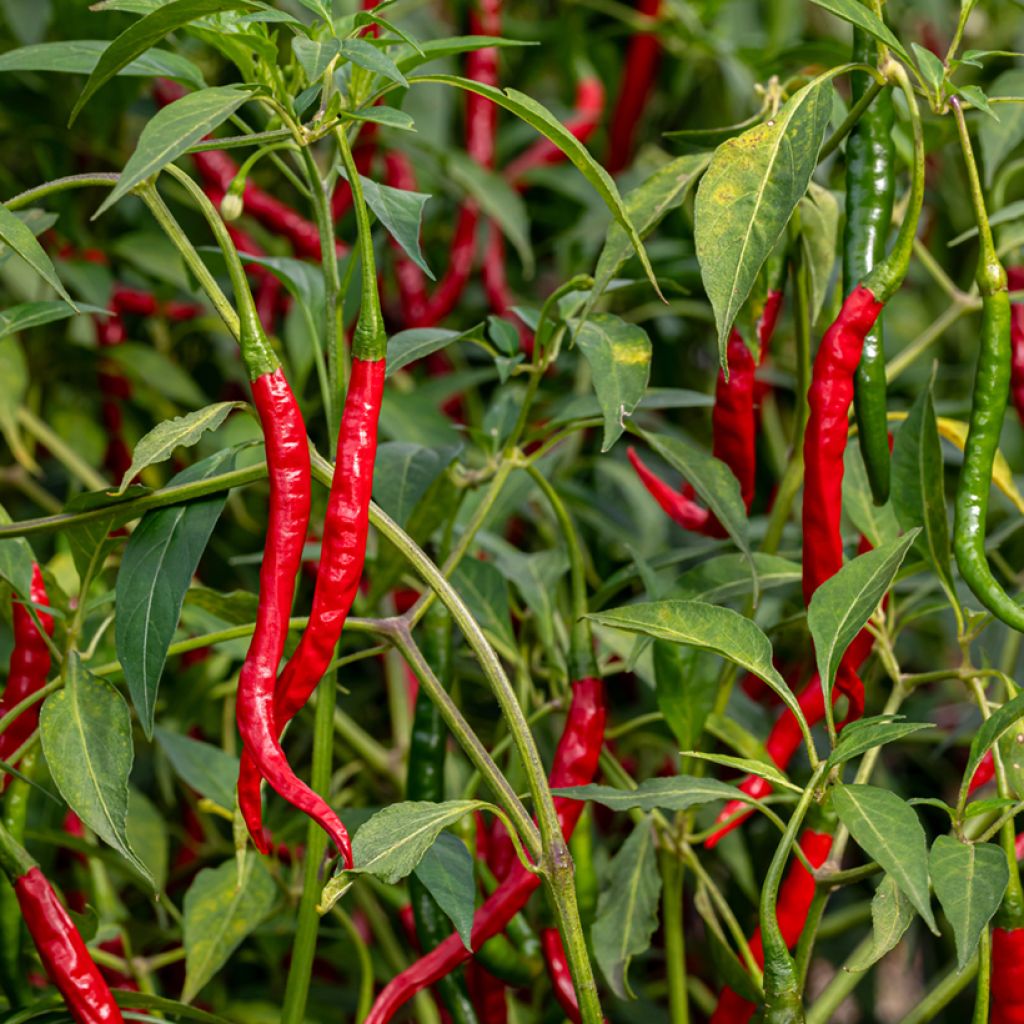 Peperoncino Lungo delle Lande