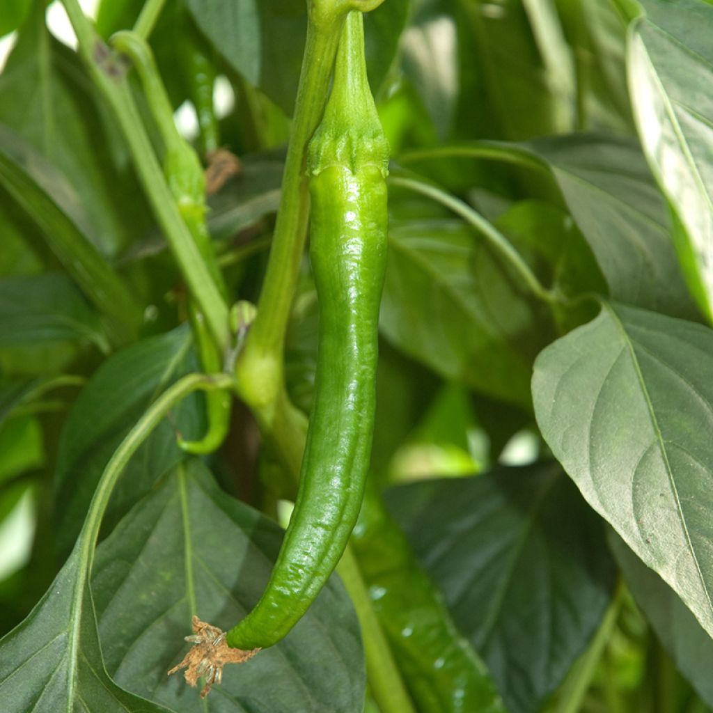 Peperoncino Lungo delle Lande