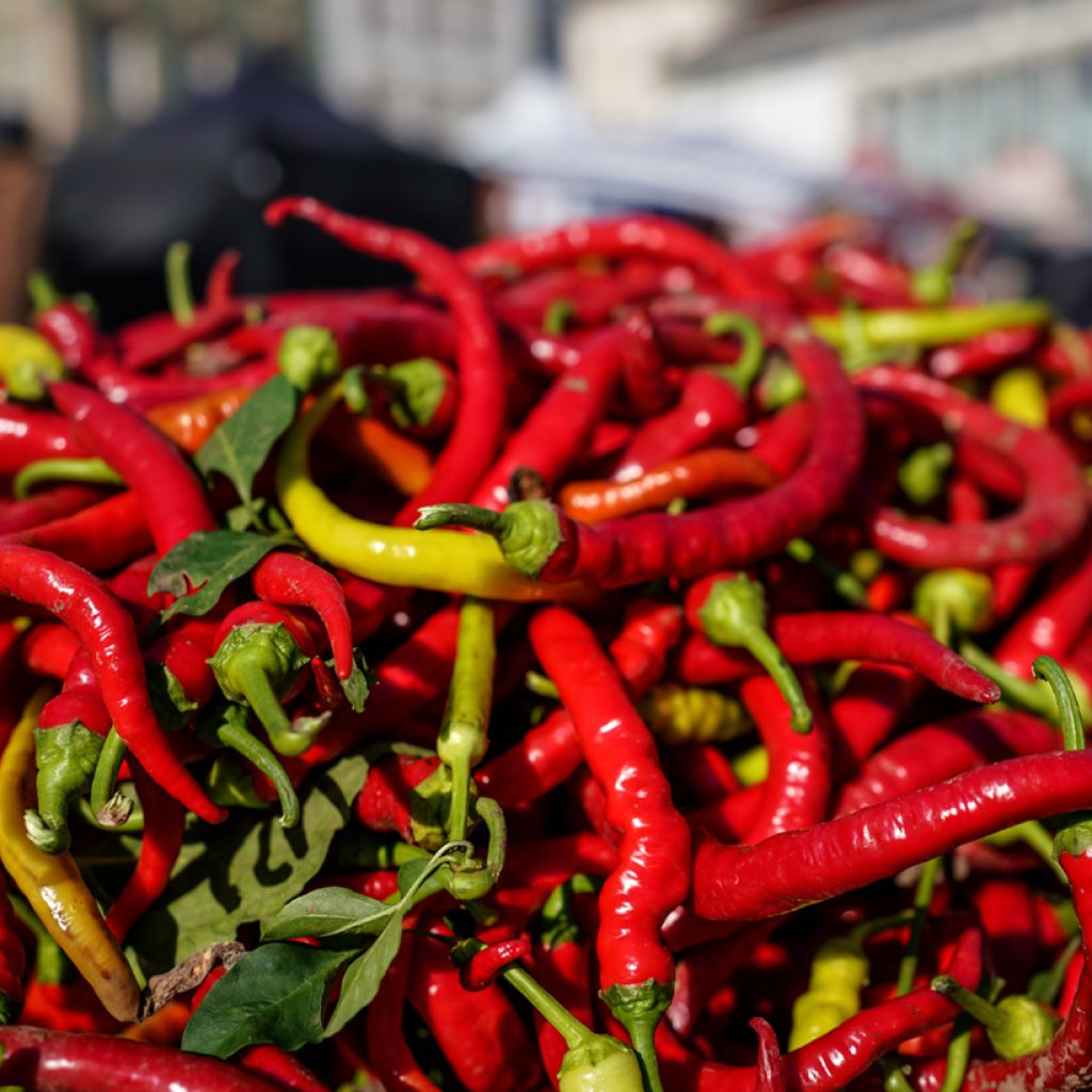 Peperoncino Lungo delle Lande - Vilmorin