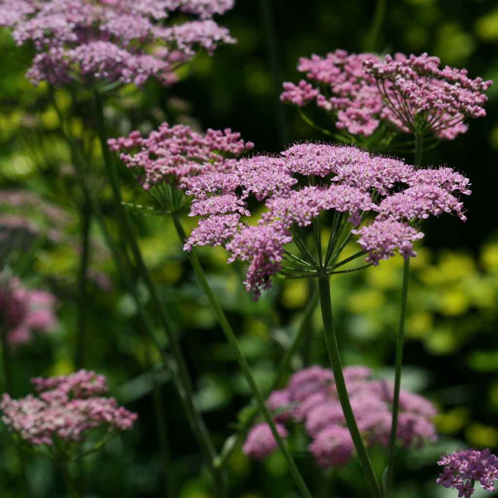 Pimpinella major Rosea - Tragoselino maggiore