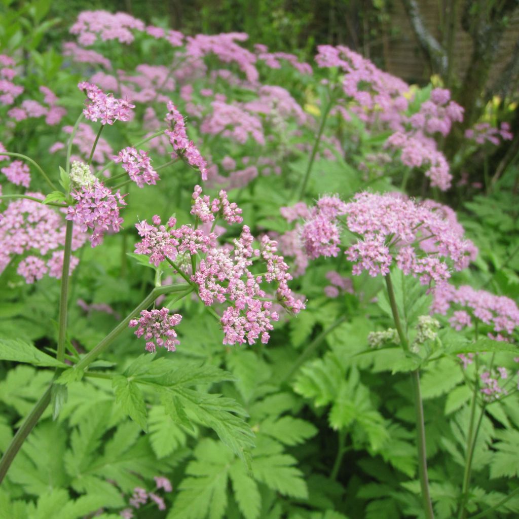 Pimpinella major Rosea - Tragoselino maggiore