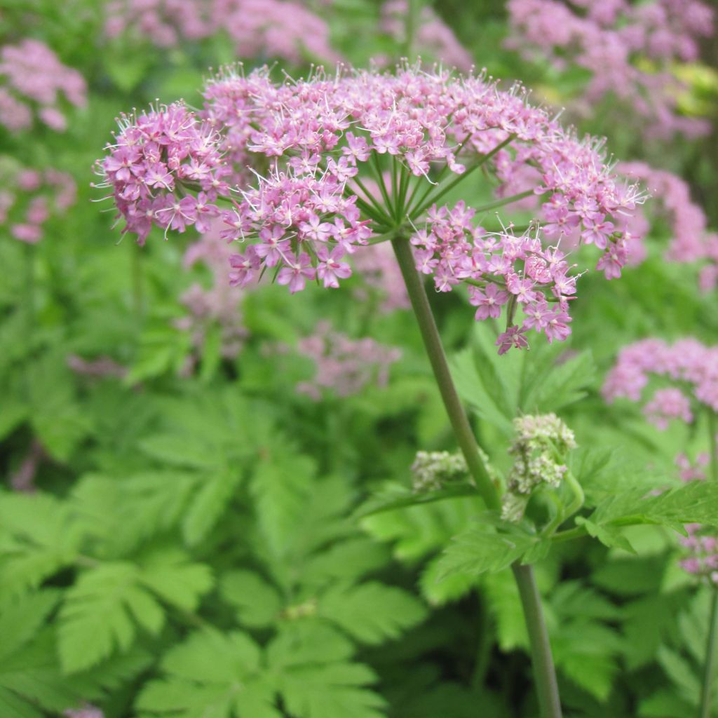 Pimpinella major Rosea - Tragoselino maggiore