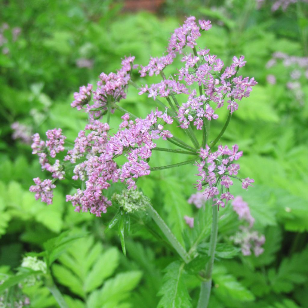 Pimpinella major Rosea - Tragoselino maggiore