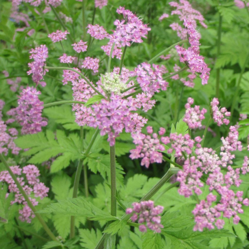 Pimpinella major Rosea - Tragoselino maggiore