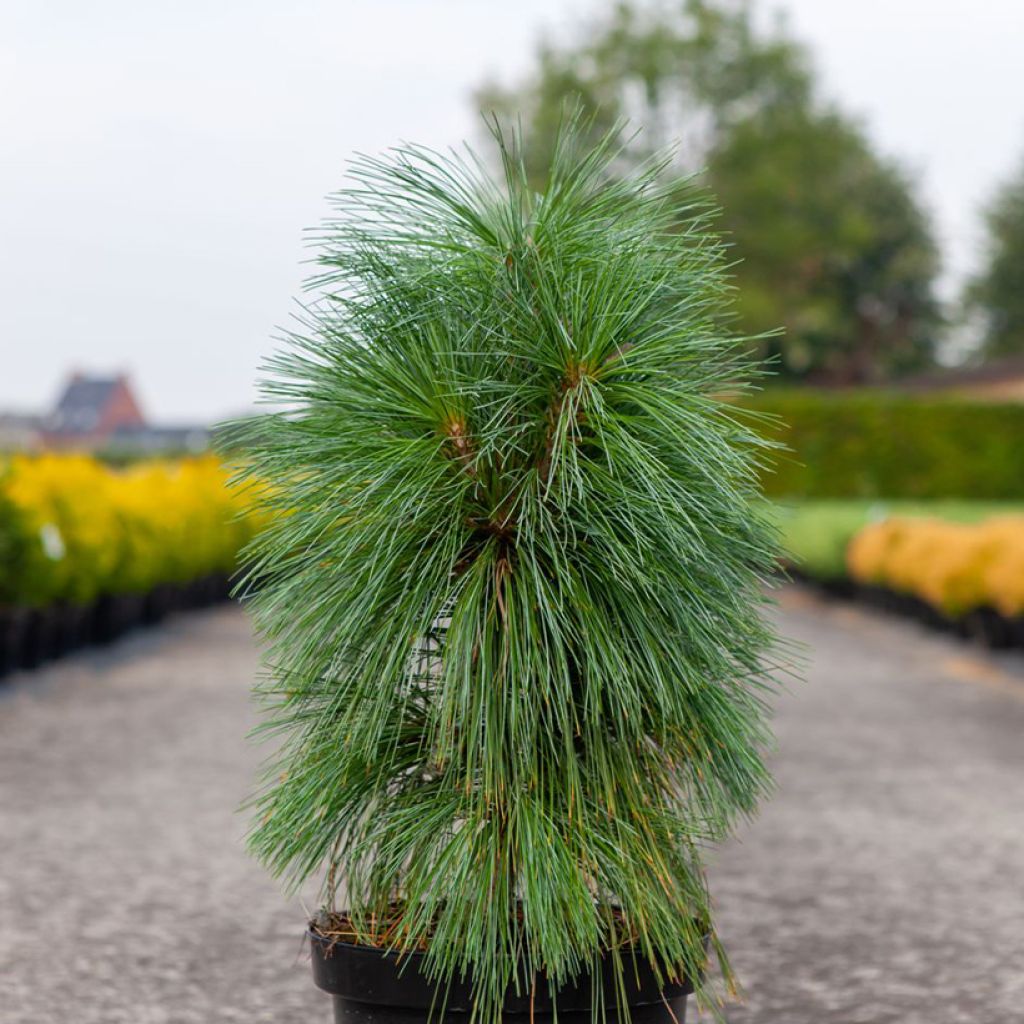 Pinus schwerinii Wiethorst