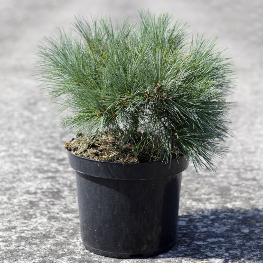 Pin Weymouth - Pinus strobus Blue Shag