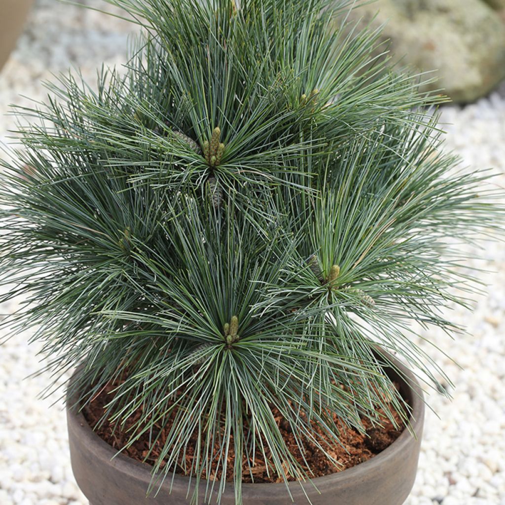 Pinus strobus Secrest - Pino strobo