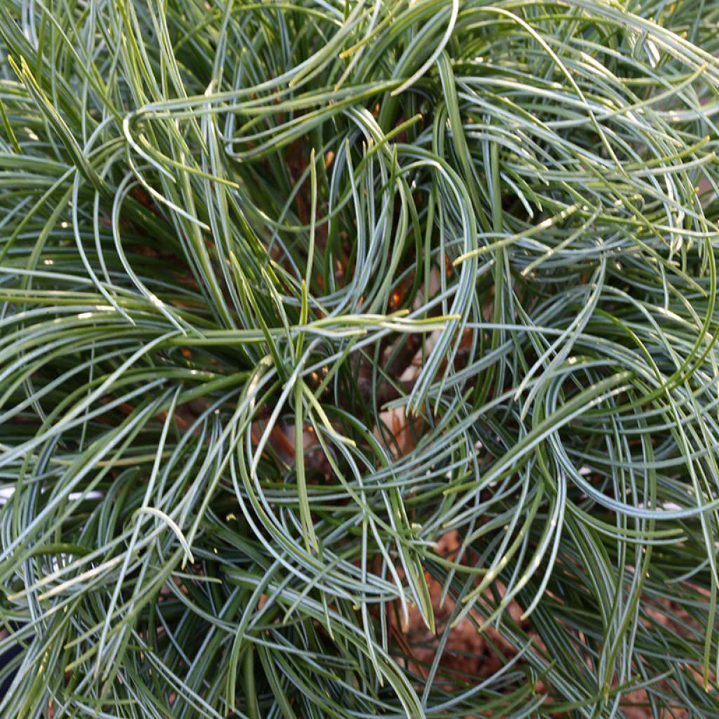 Pinus strobus Green Twist - Pino strobo