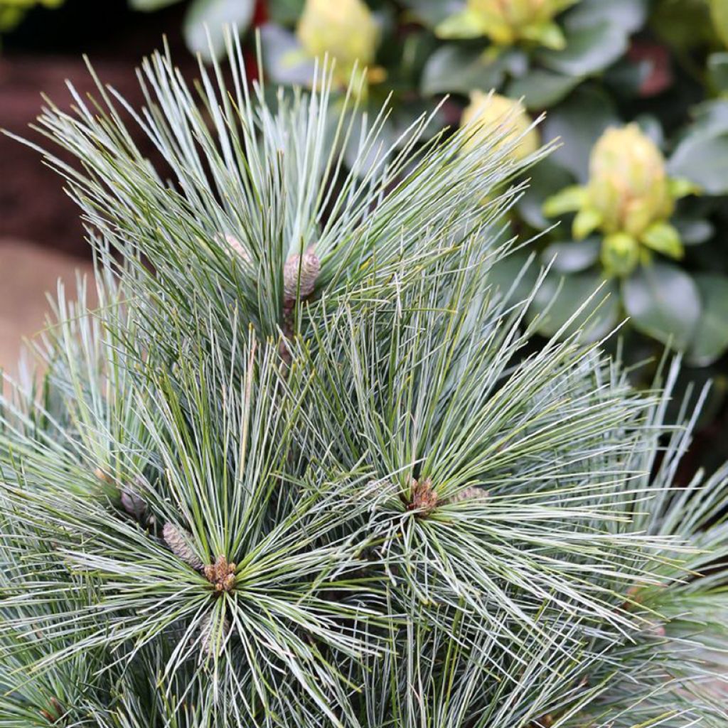 Pinus strobus Mary Butler - Pino strobo