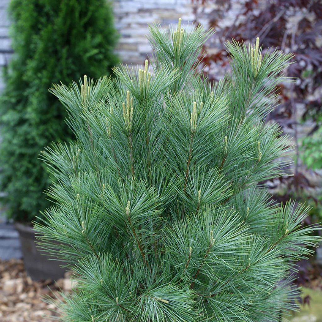 Pinus wallichiana Densa Hill