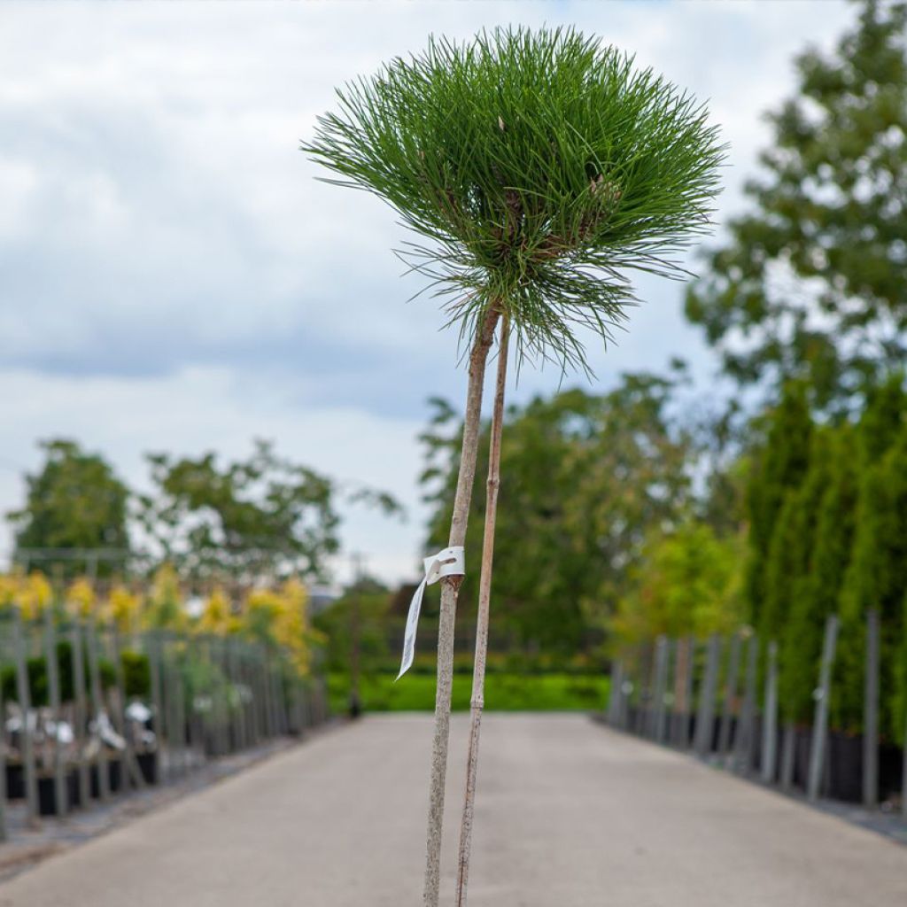 Pin noir - Pinus nigra Marie Brégeon