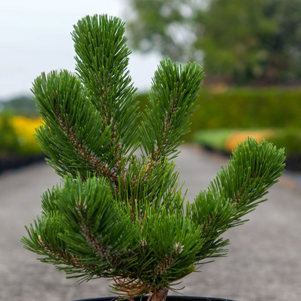 Pinus nigra Oregon Green