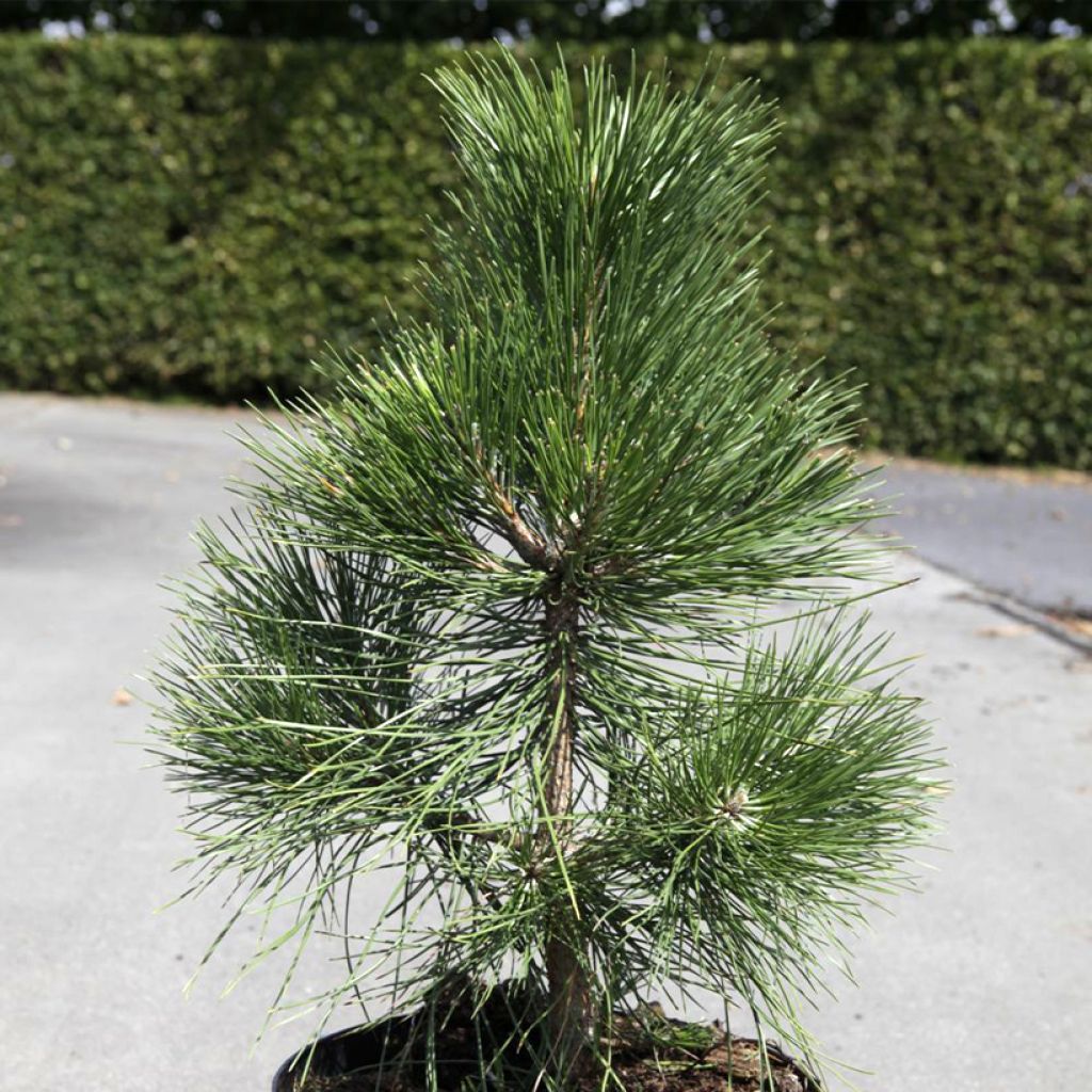 Pin noir d'Autriche - Pinus nigra nigra